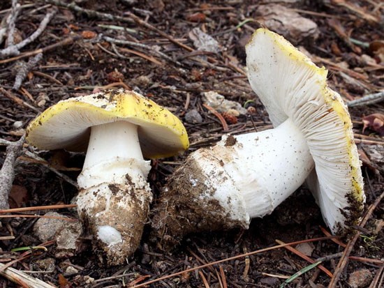 Amanita aprica - Fungi species | sokos jishebi | სოკოს ჯიშები